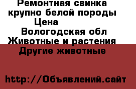 Ремонтная свинка , крупно-белой породы › Цена ­ 30 000 - Вологодская обл. Животные и растения » Другие животные   